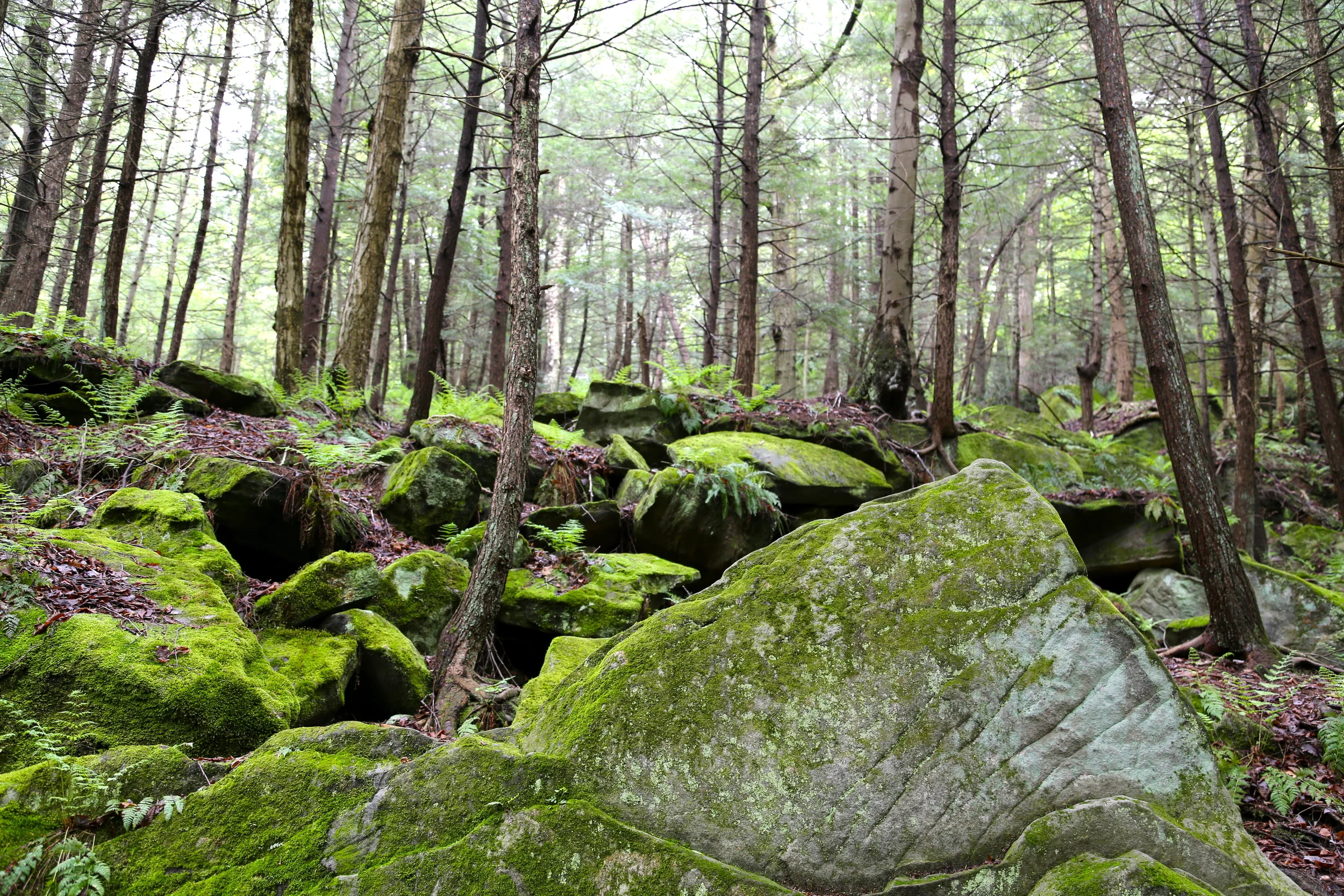 brad fetchin || "mcconnells mill #7"