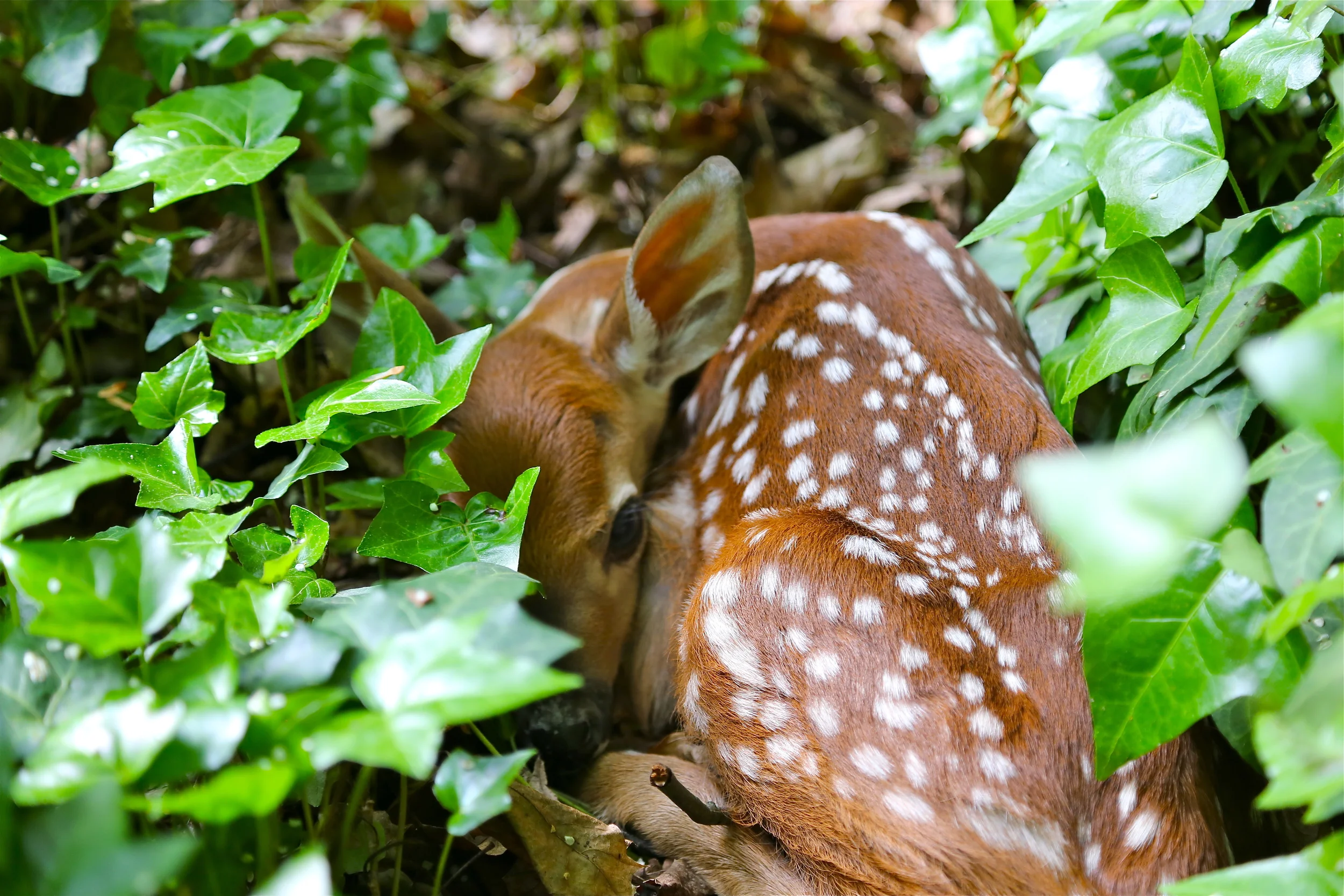 brad fetchin || "fawn #1"