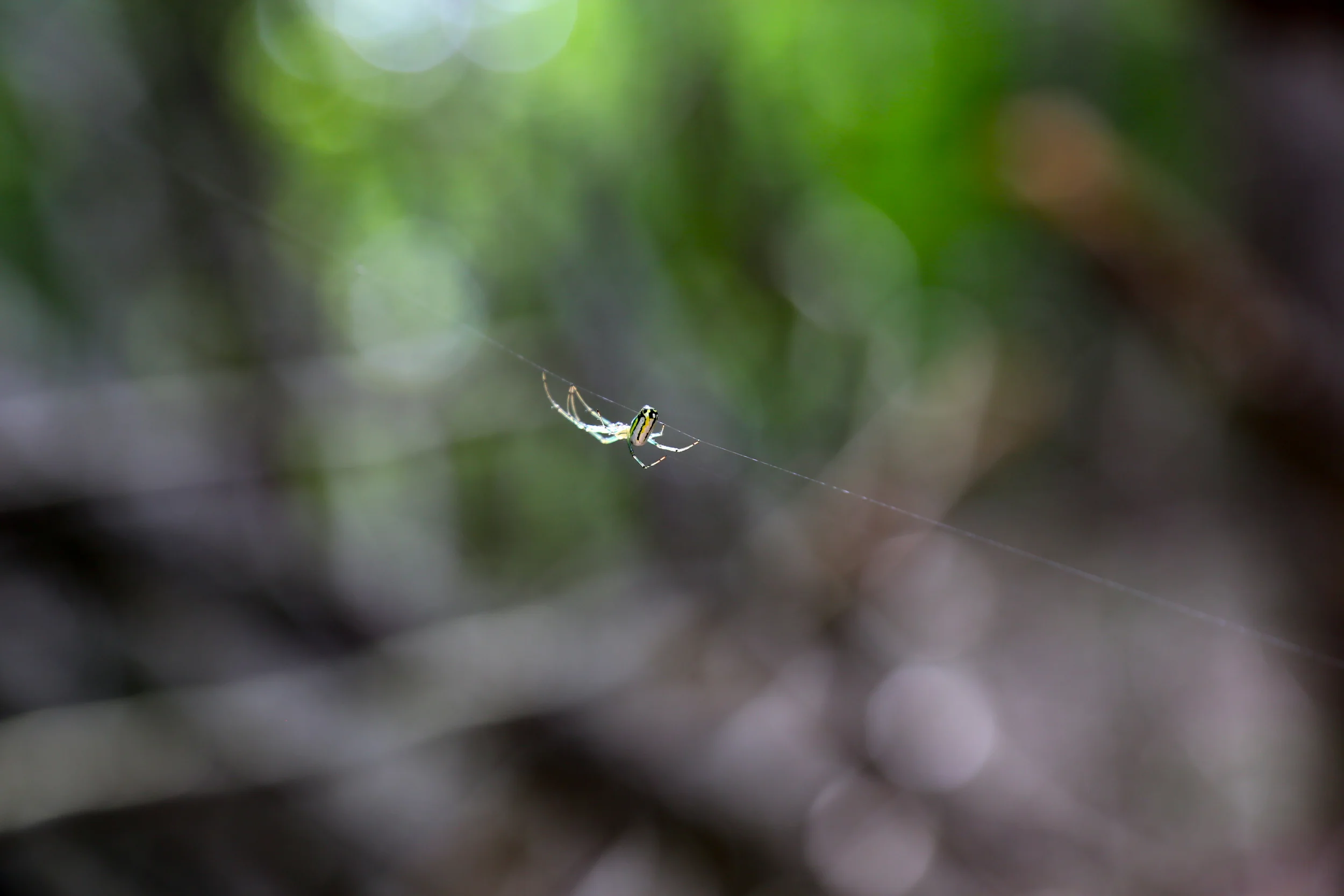 brad fetchin || "hanging by a thread"