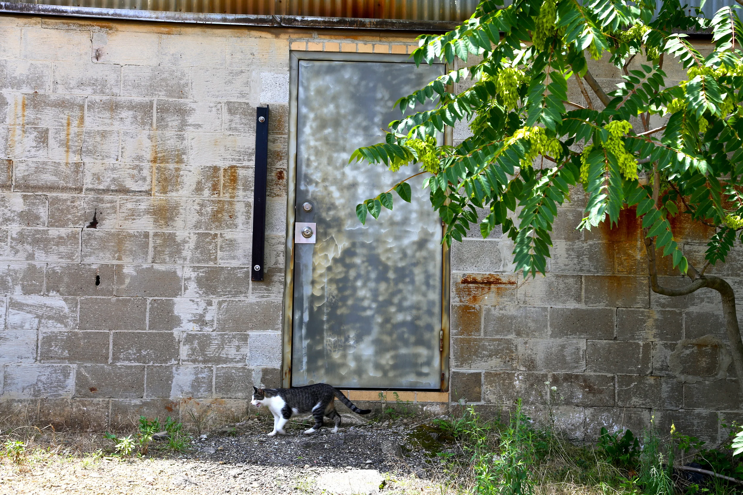 brad fetchin || "alley cat"