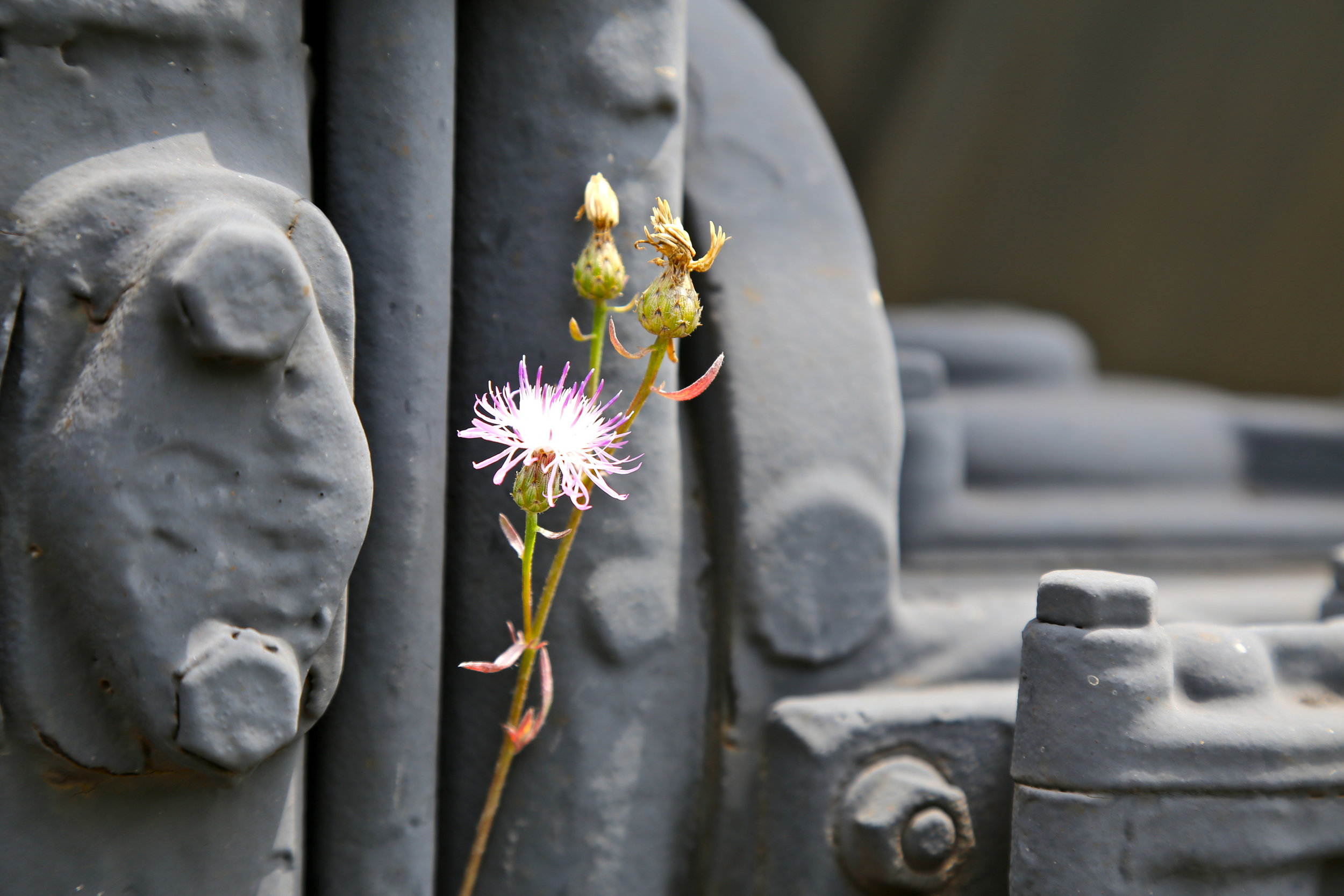 brad fetchin || "train flower"