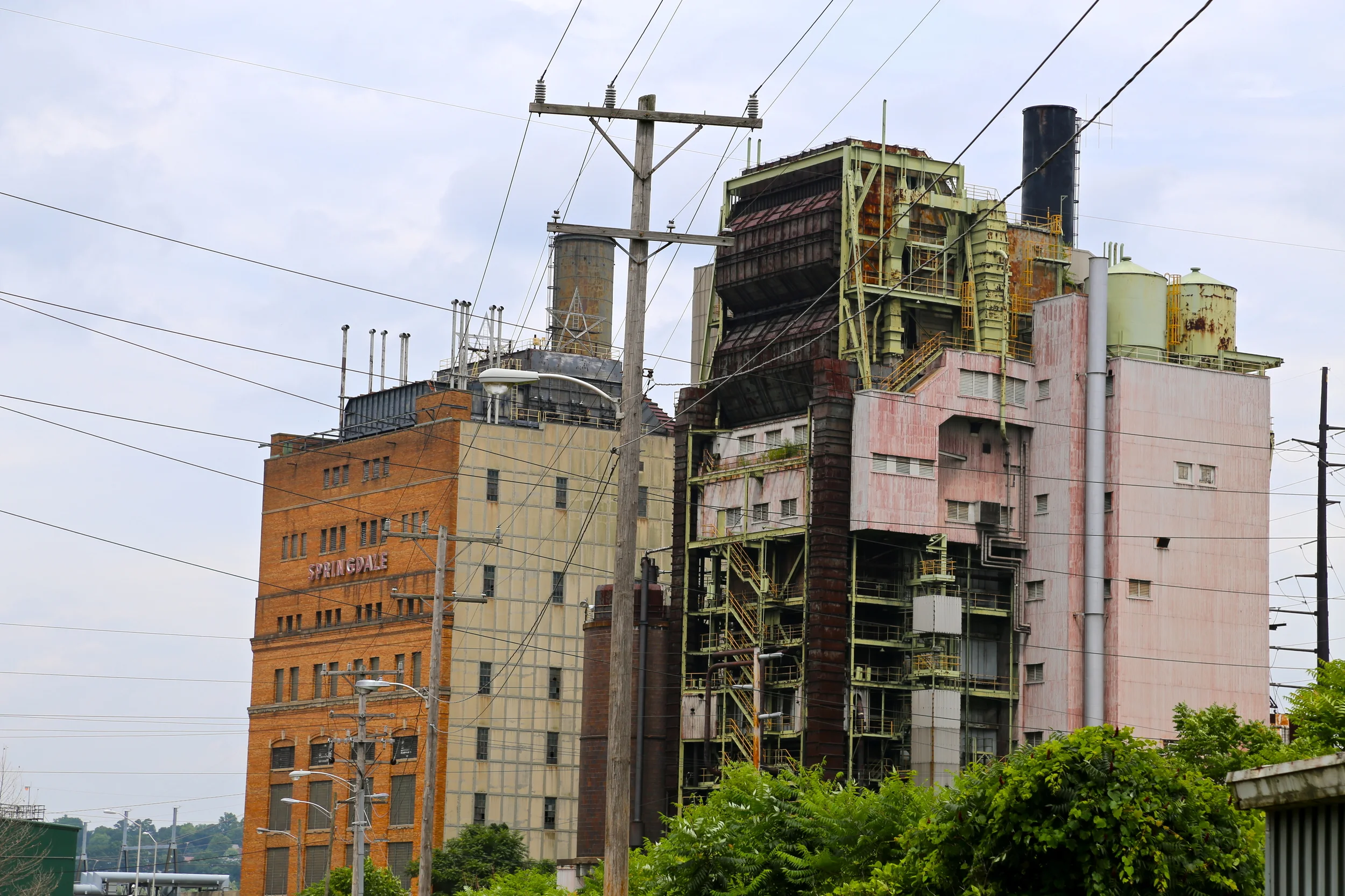 brad fetchin || "plant"