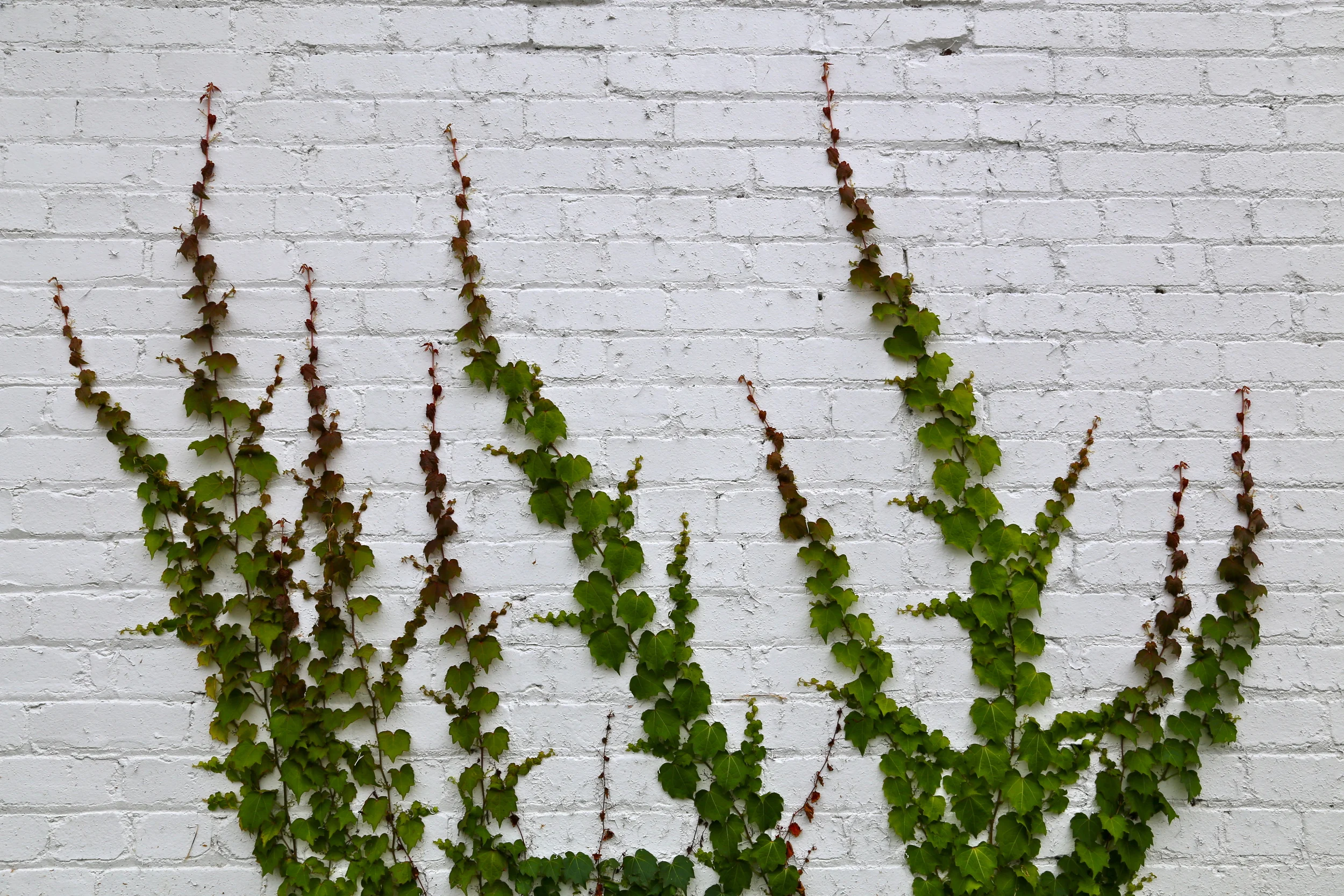 brad fetchin || "creeping ivy"