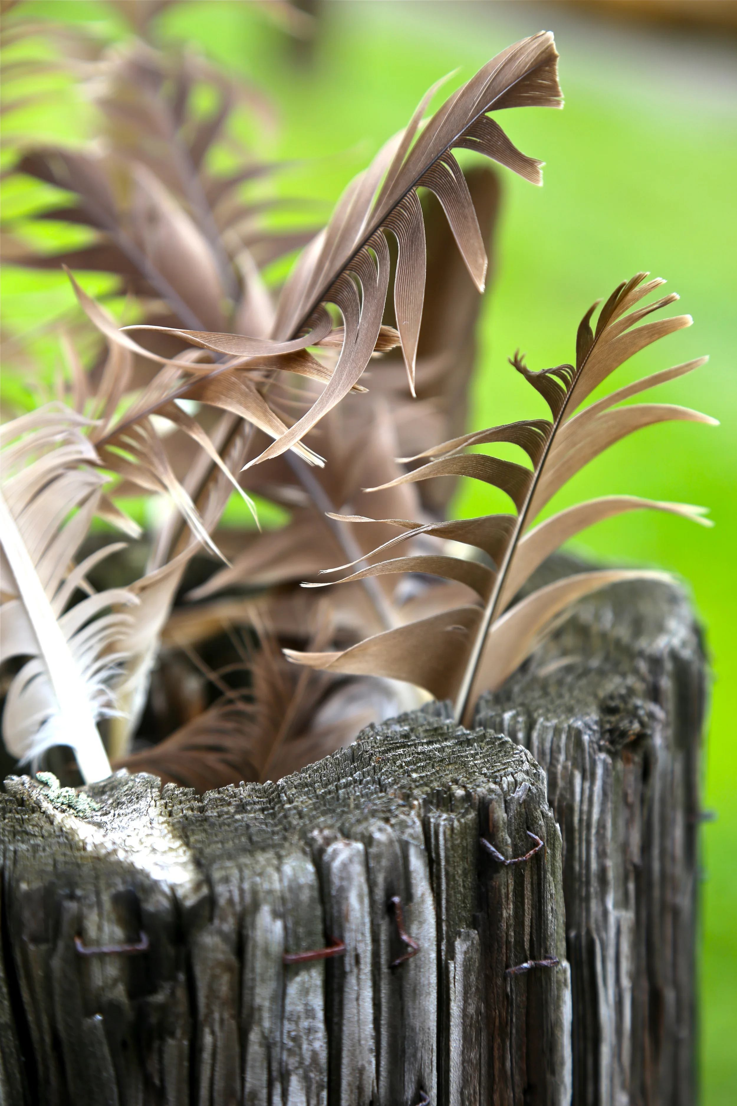 brad fetchin || "feathers"