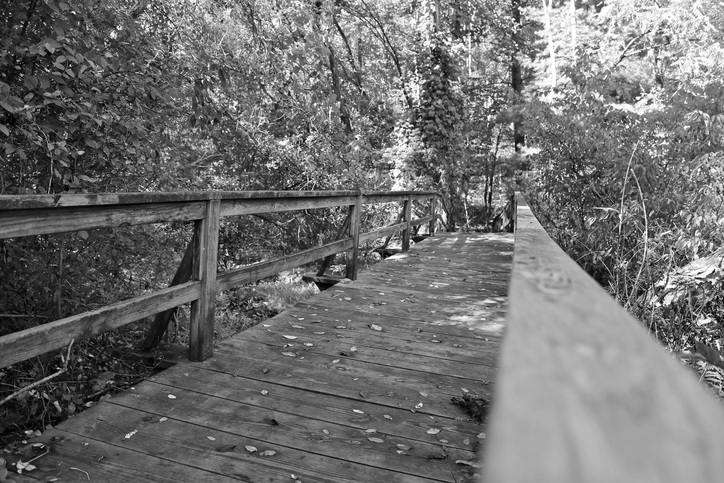 brad fetchin || forest bridge