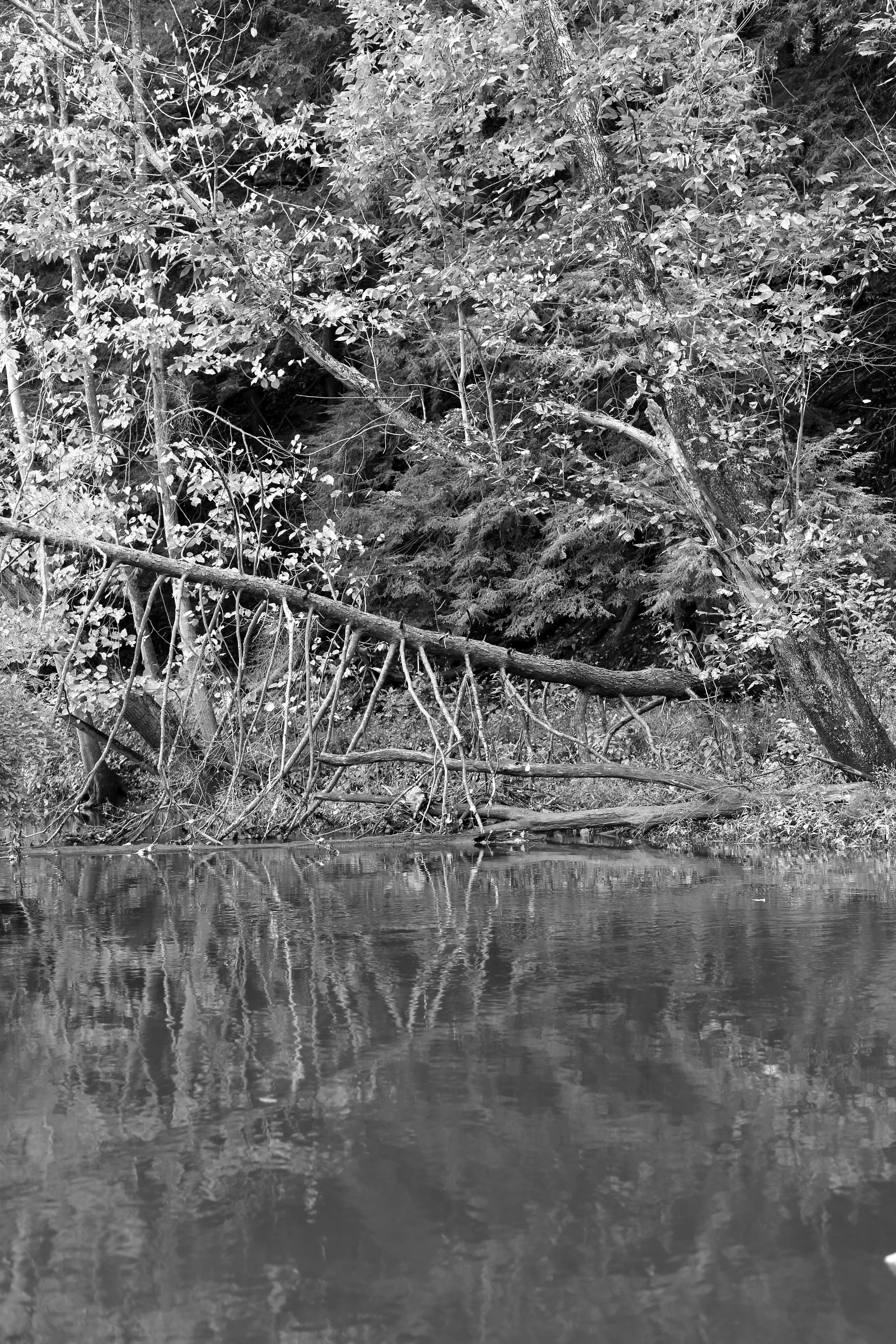 brad fetchin || trout stream reflection