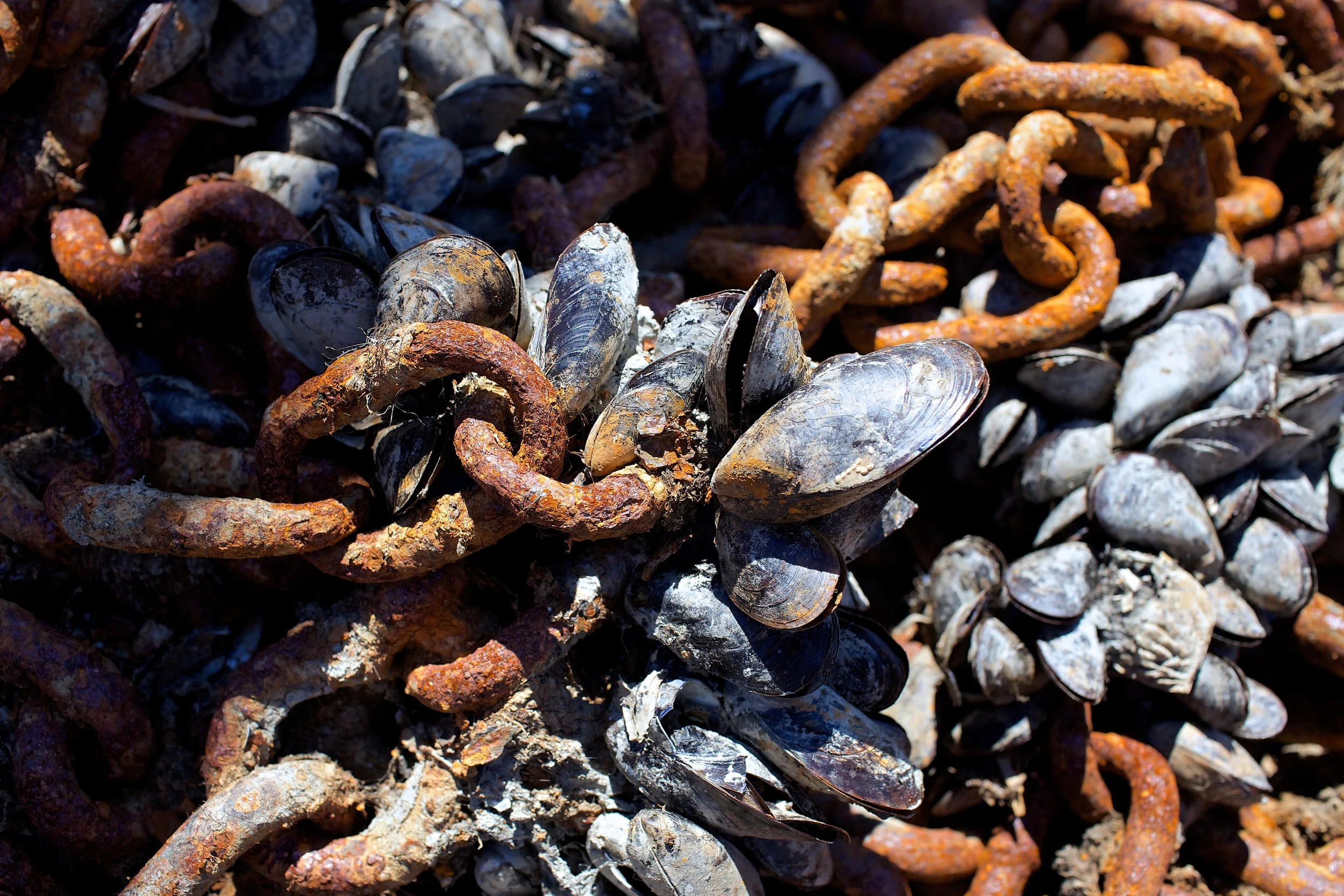 bradfetchin_2135_chainofmussels.jpg