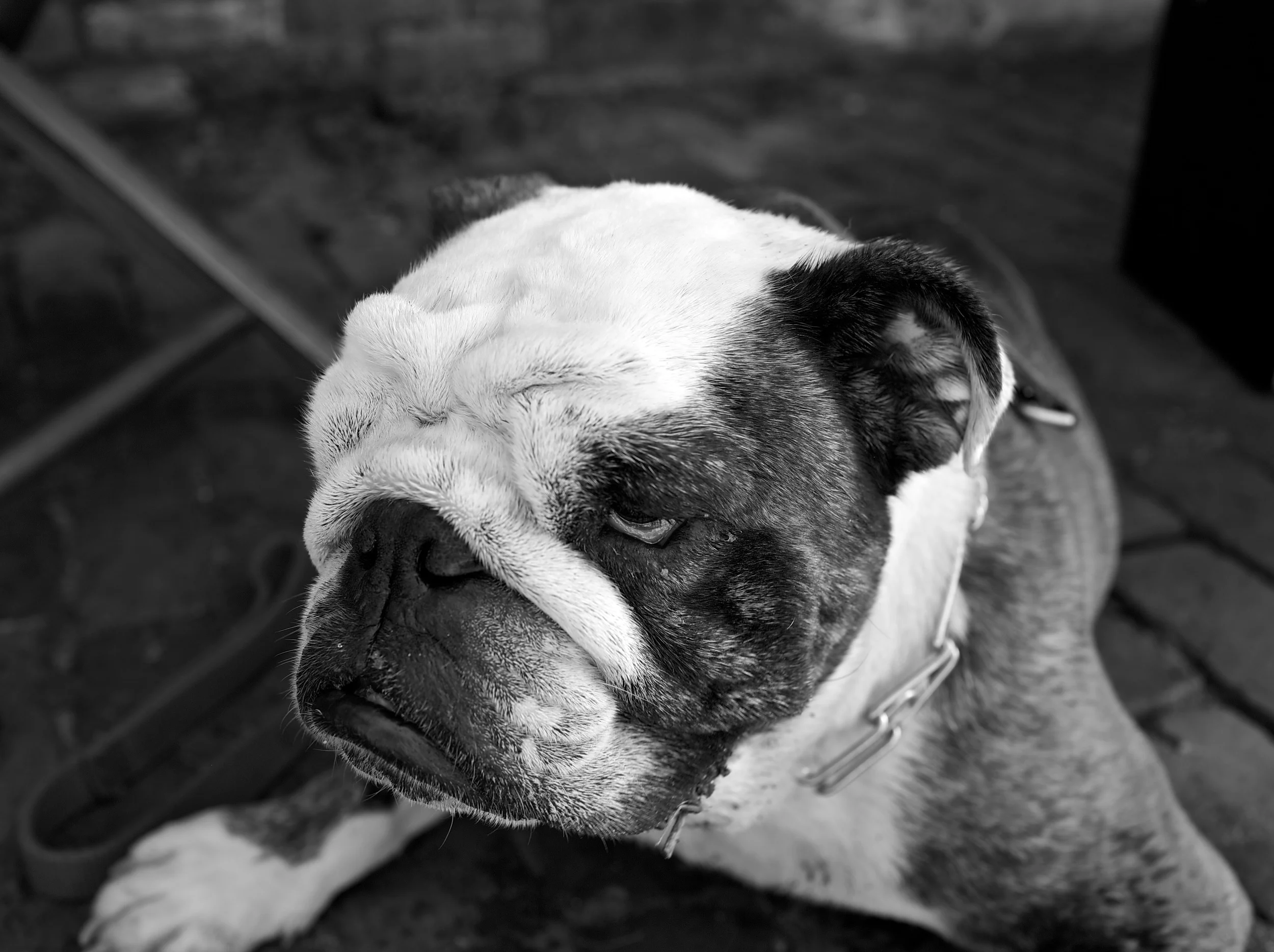 bradfetchin_2146_saltydog1.jpg