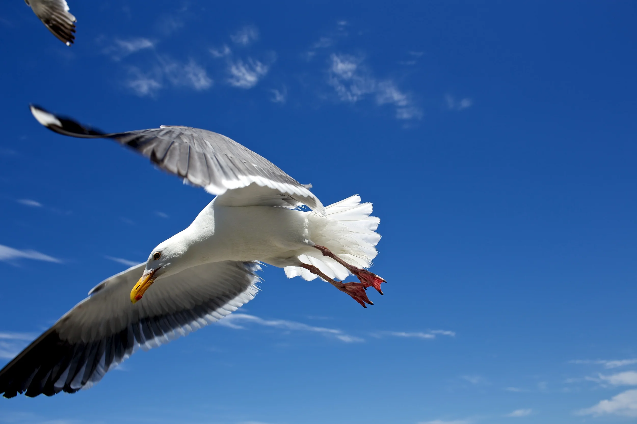 brad fetchin || san francisco