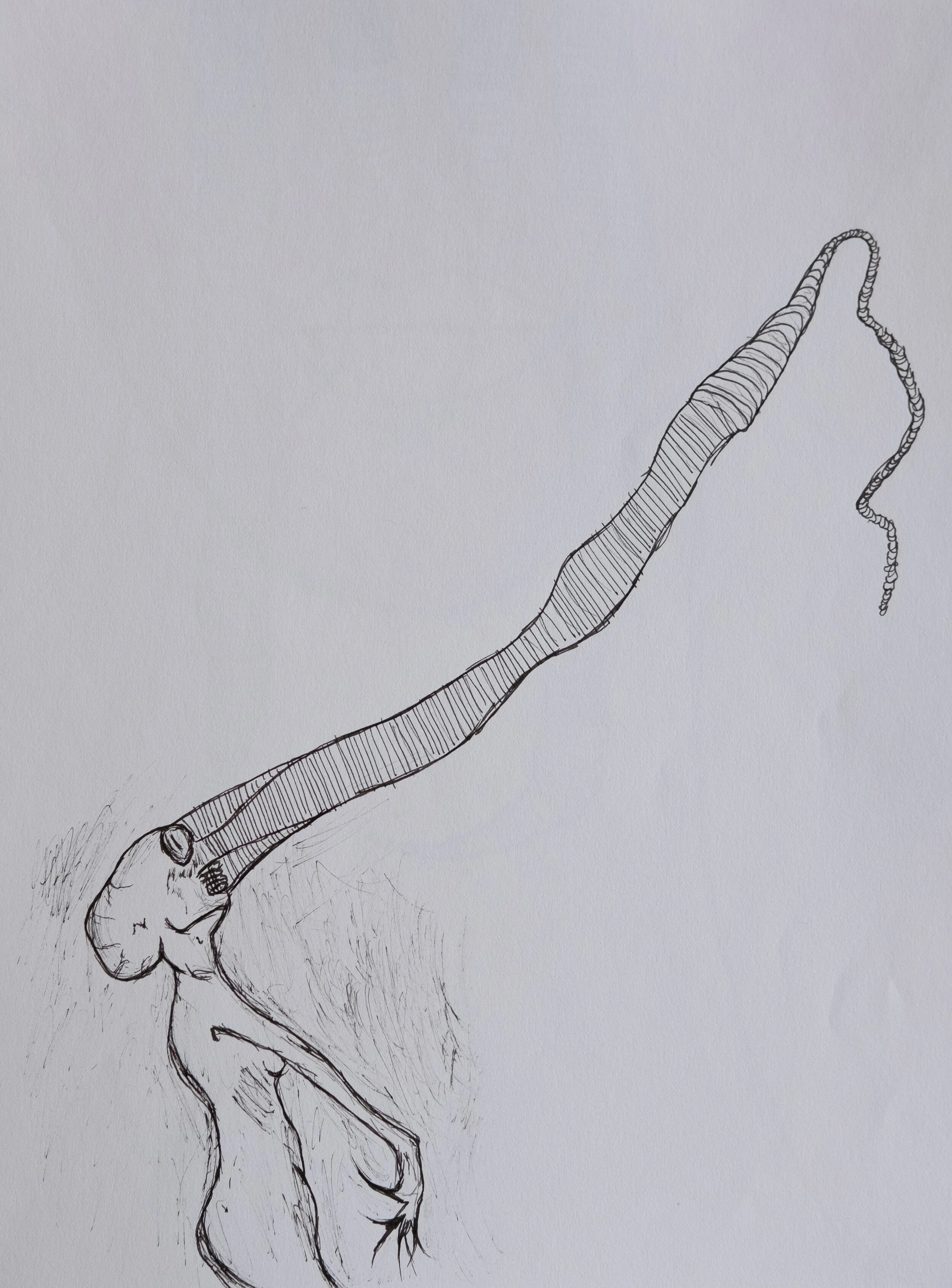 hazi_drawings-6.JPG