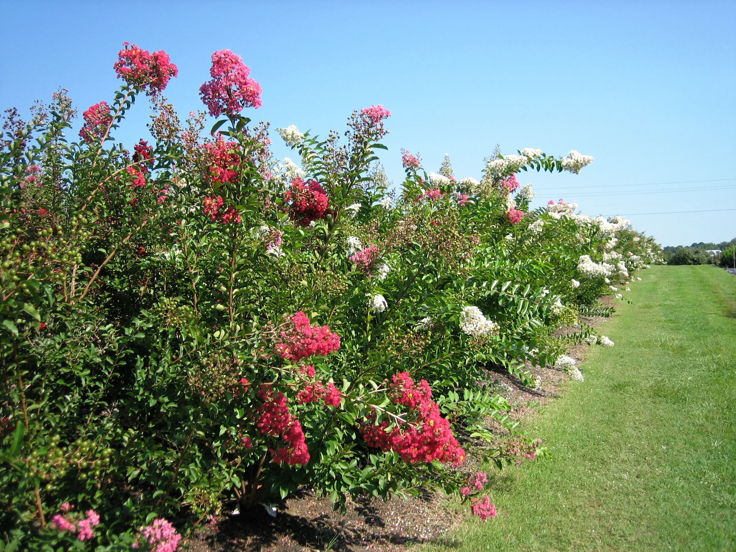 crapemyrtlesat42.jpg