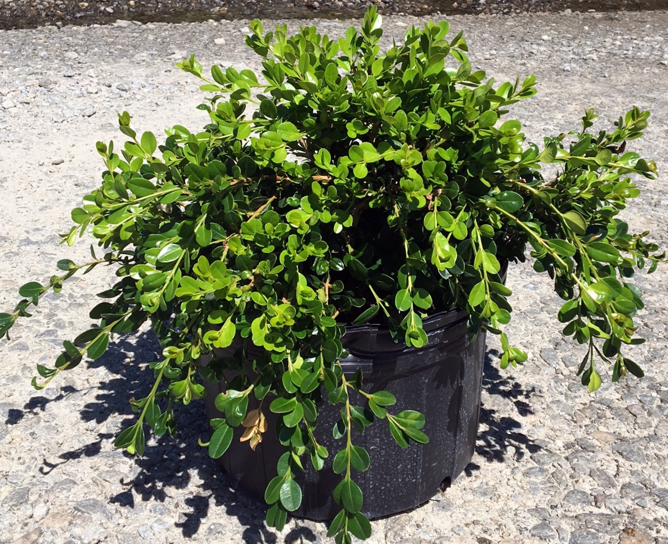 Unraveled Weeping Boxwood #3