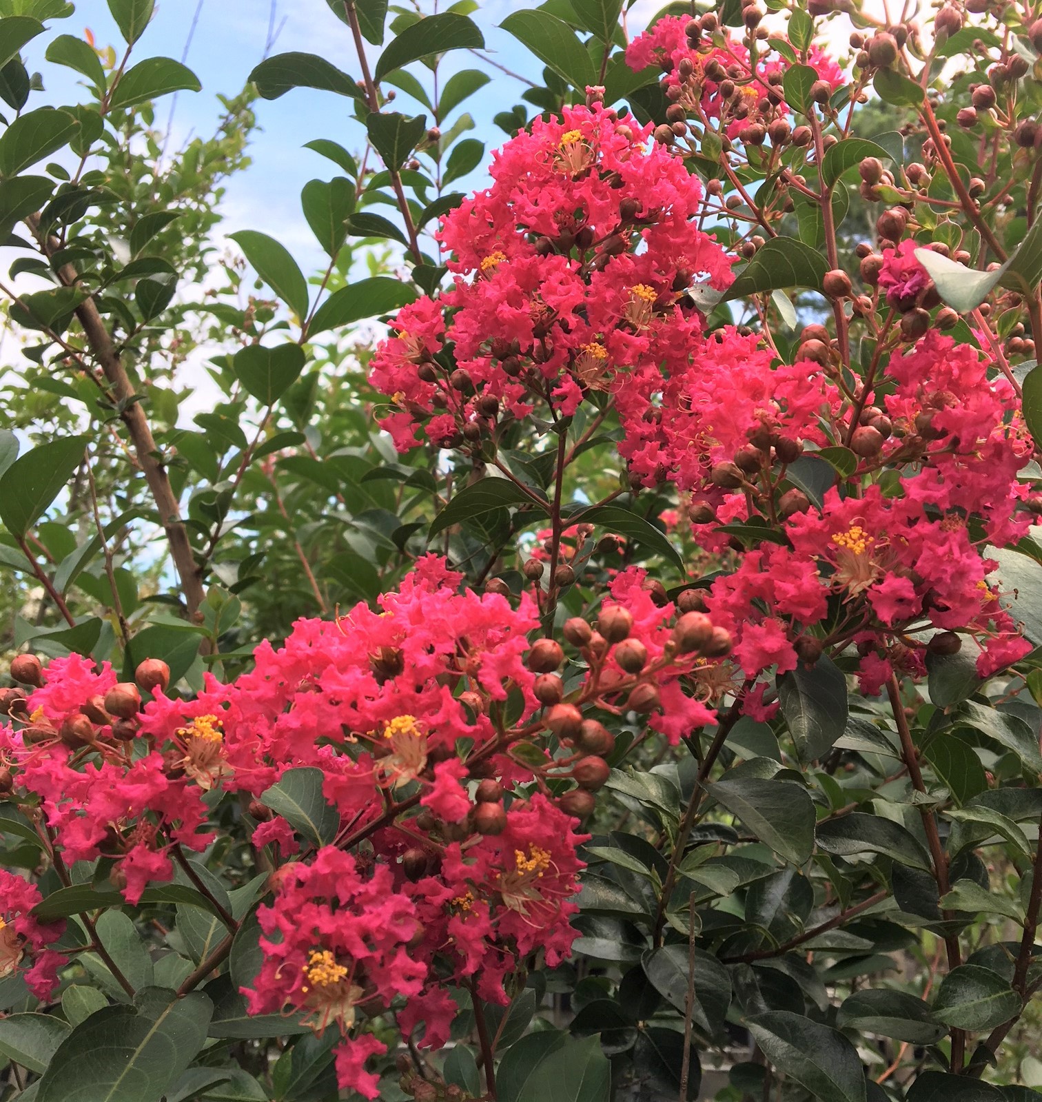 Tonto Crape Myrtle blooms