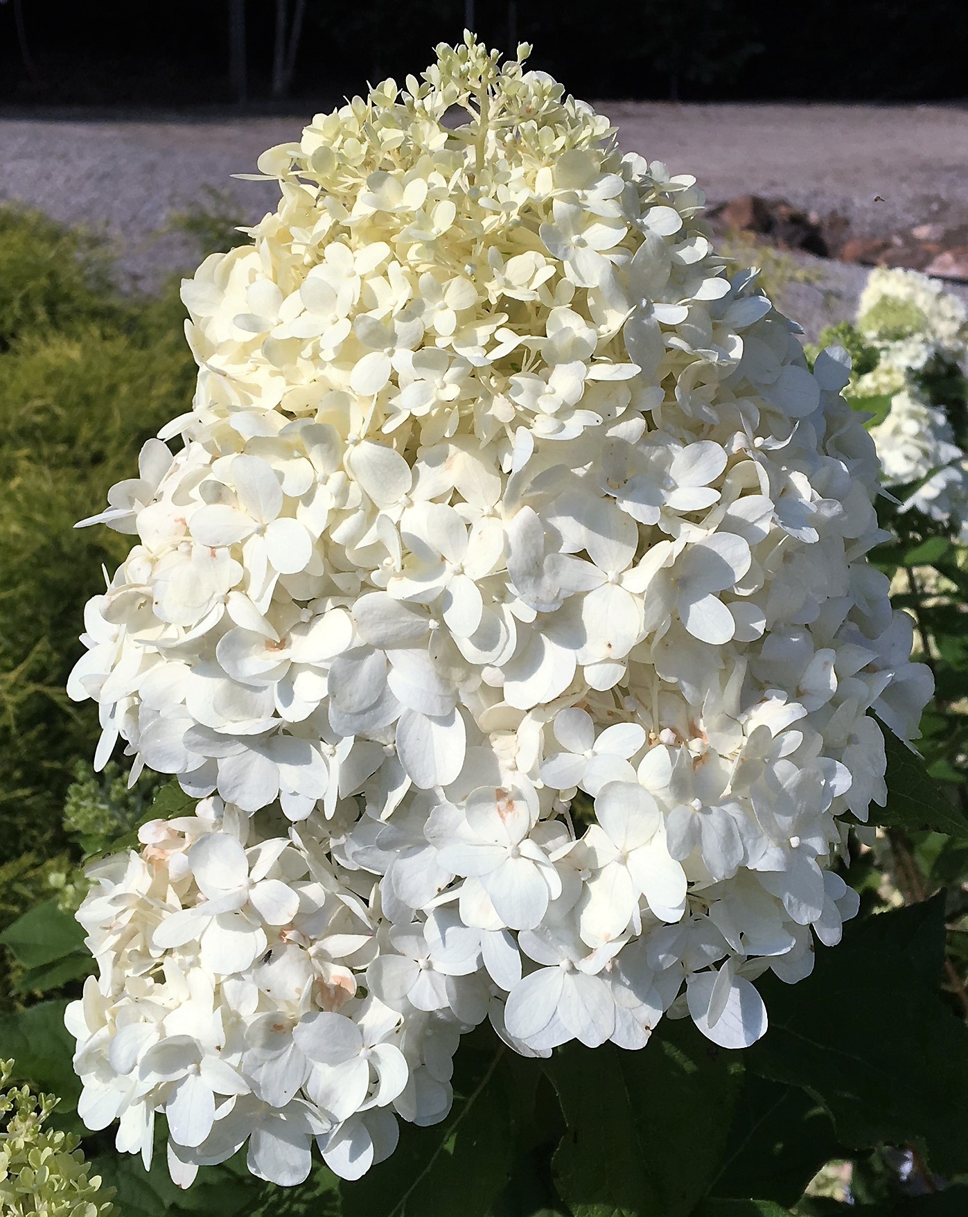 Little Lime Hydrangea in bloom