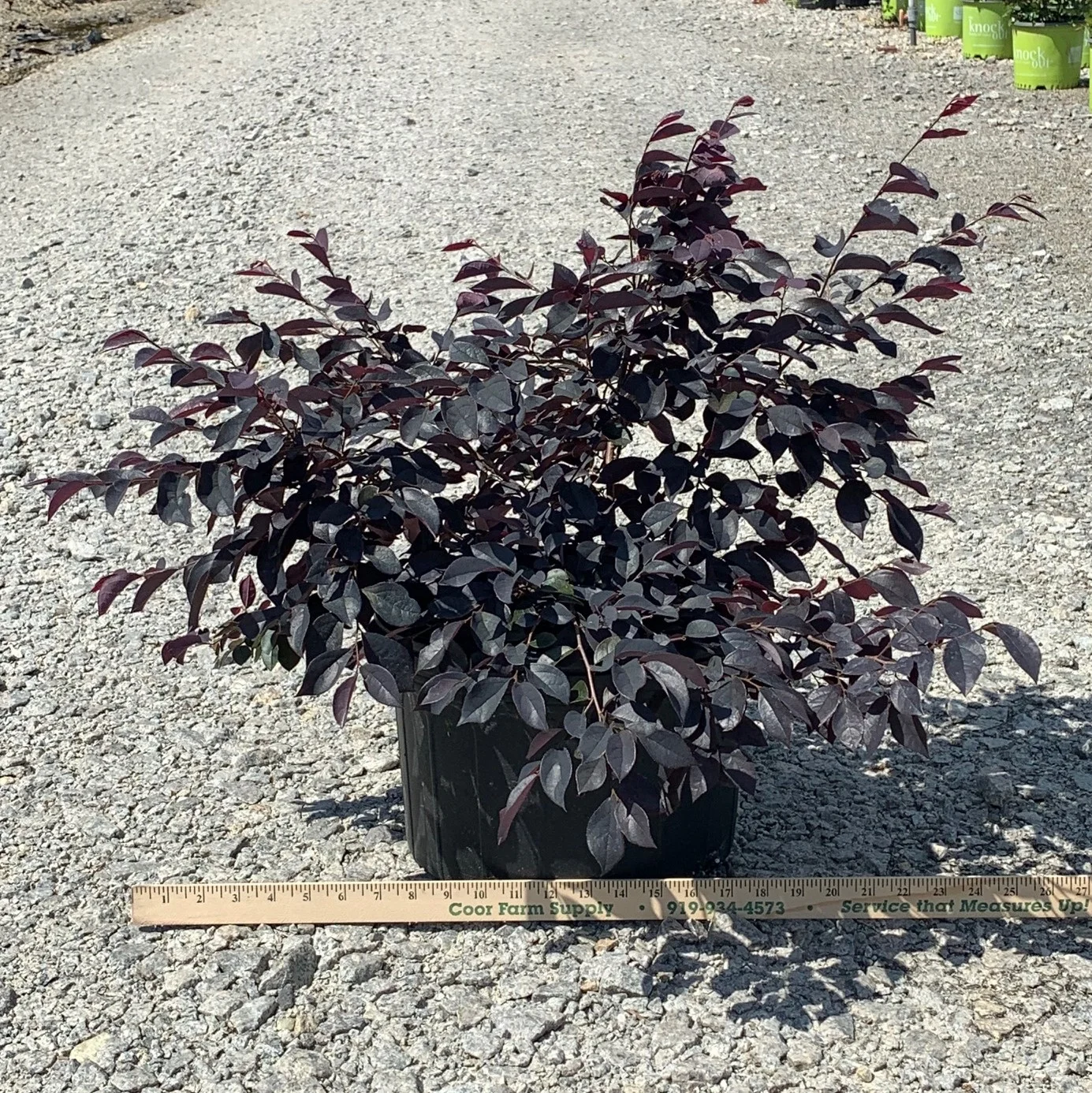 Dark Fire Loropetalum 3 gal
