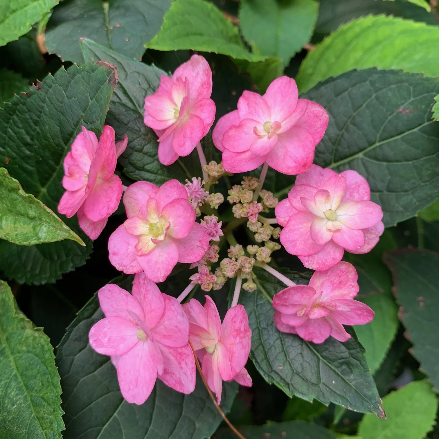 Tiny Tuff Stuff Hydrangea