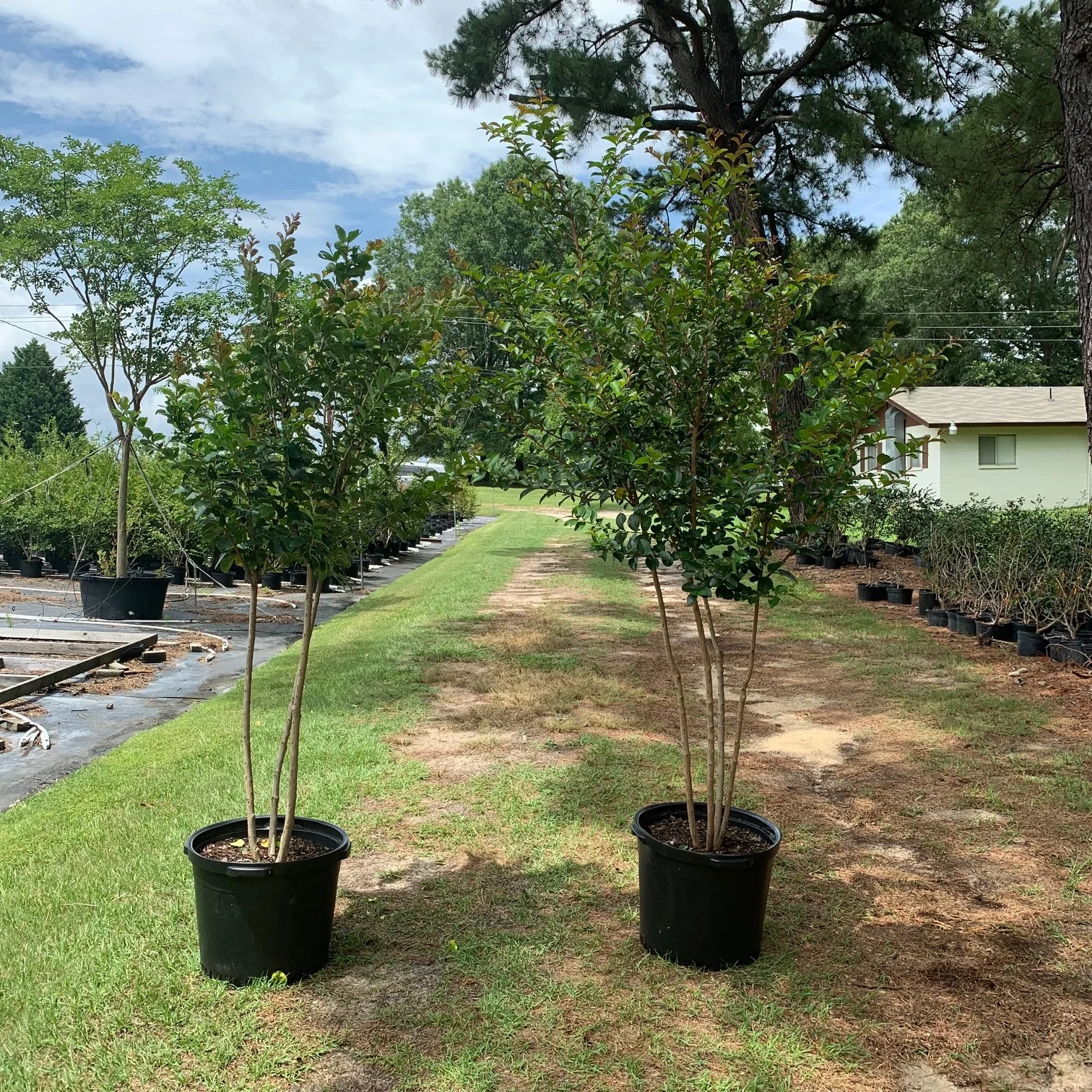 Autaugaville Purple Crape Myrtle (L) & Tonto Crape Myrtle (R) #15