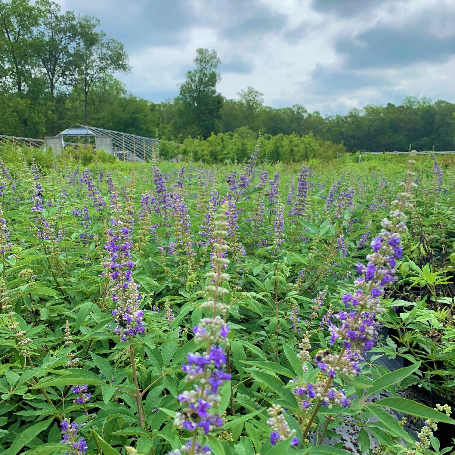 Shoals Creek Vitex