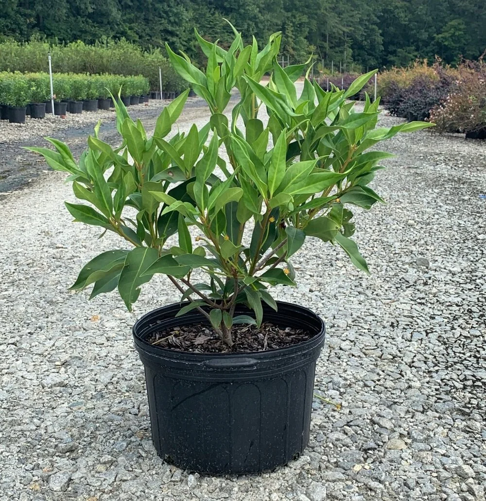 Woodland Ruby Illicium 3 gal
