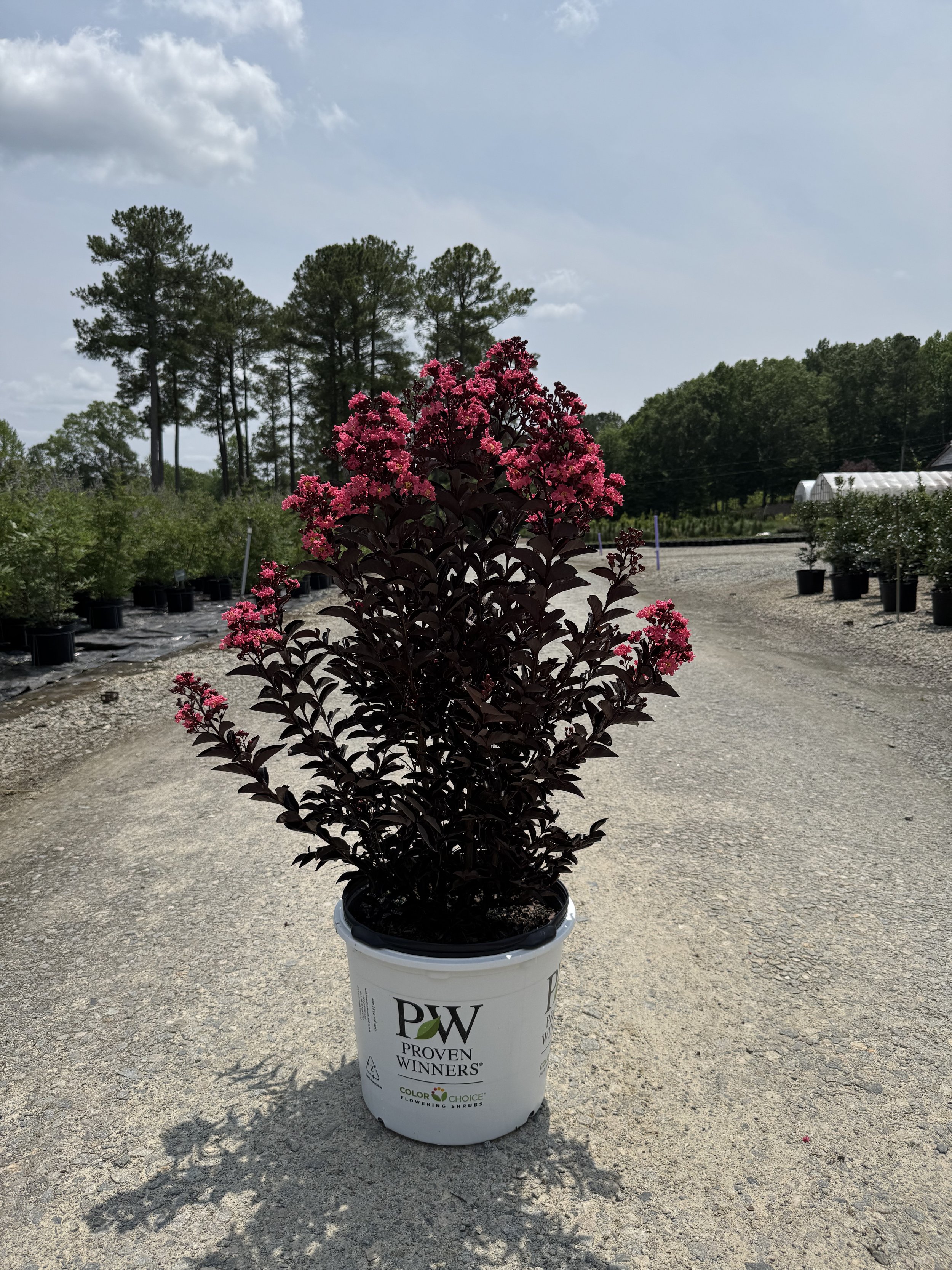 Center Stage® Coral Crape Myrtle 7g