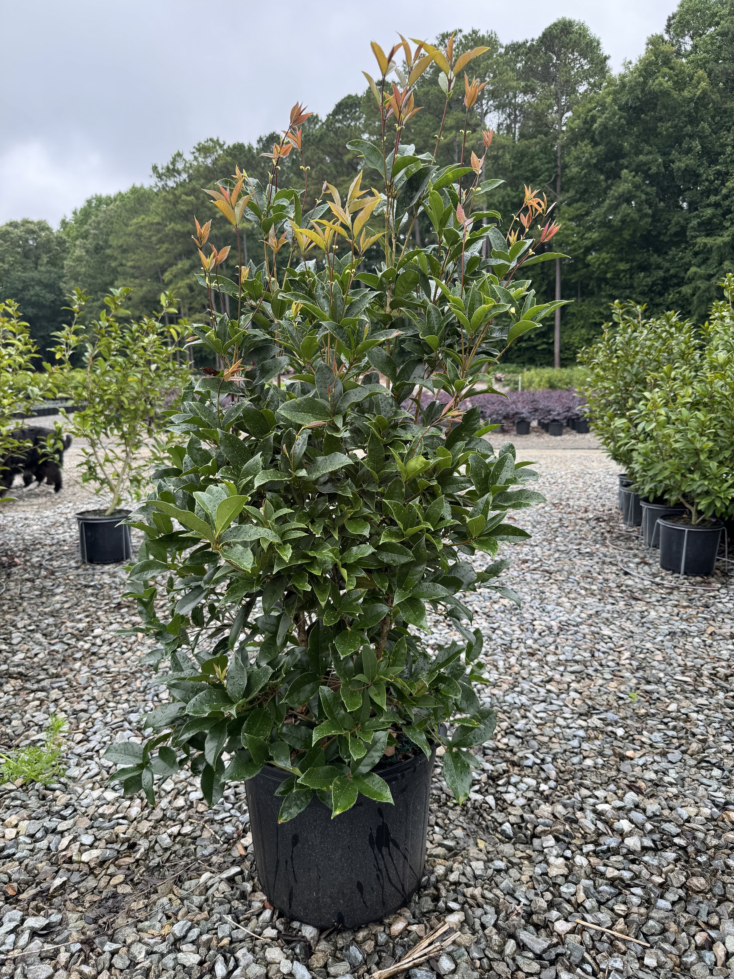 Osmanthus fragrans 7g