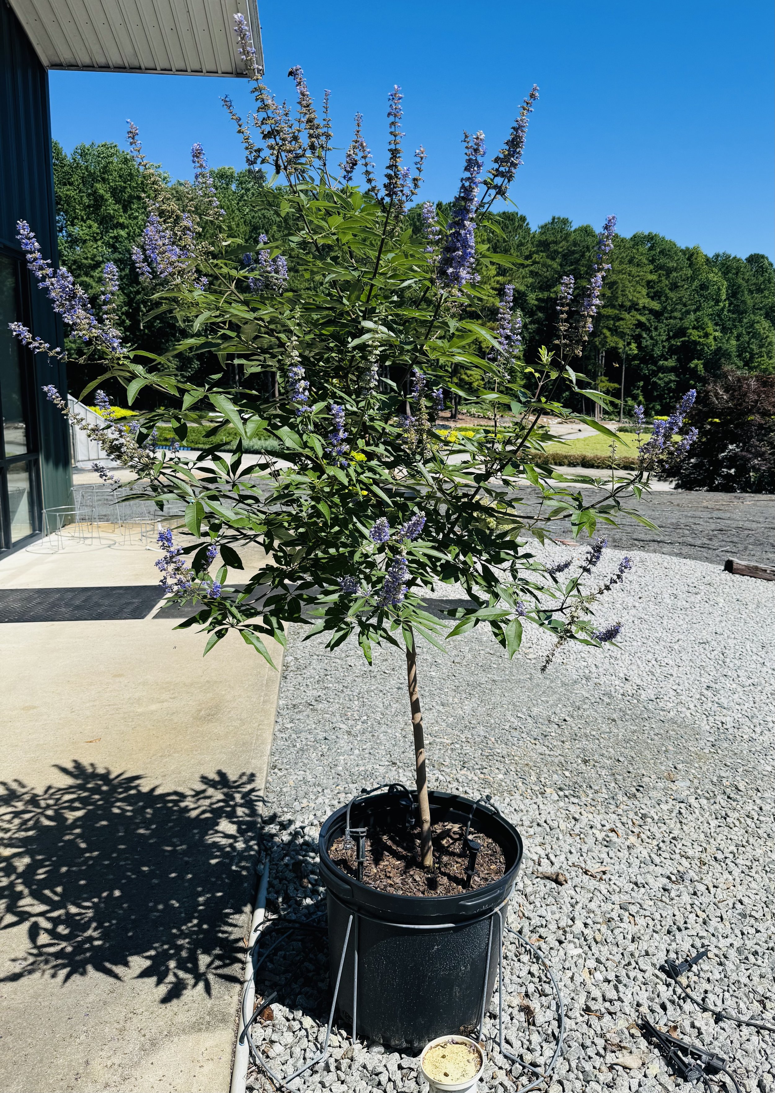 Vitex_ShoalsCreek15gSS.jpg