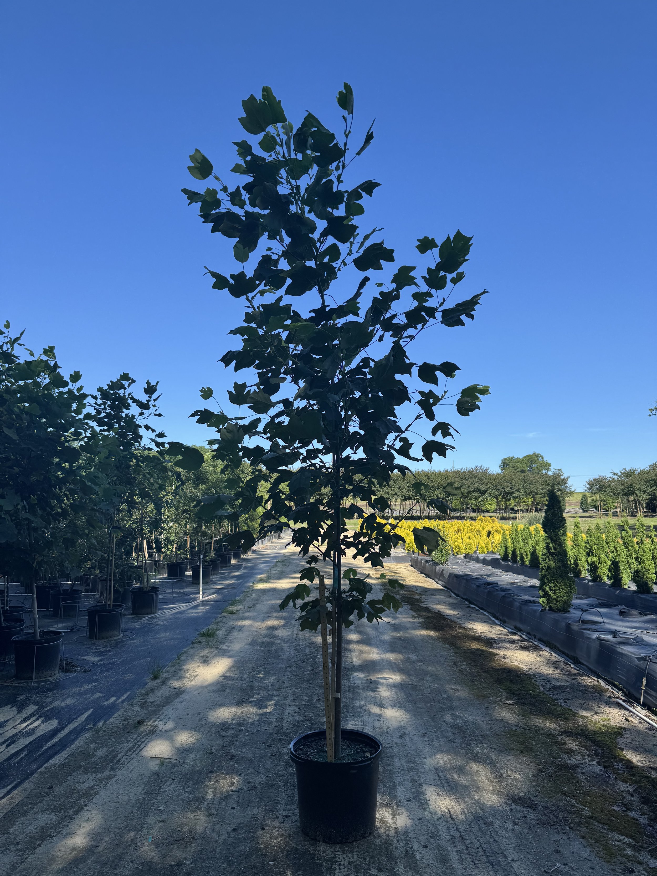 Tulip Poplar 15g
