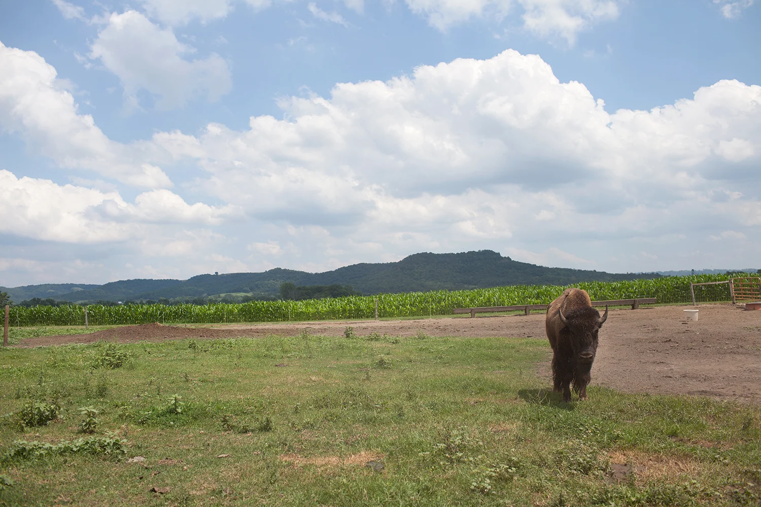 Buffalo on Soybean Farm, Minnesota
