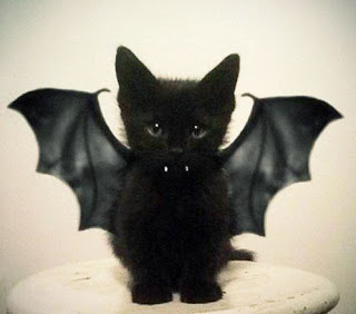batcat.jpeg