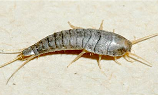 silverfish-control.png