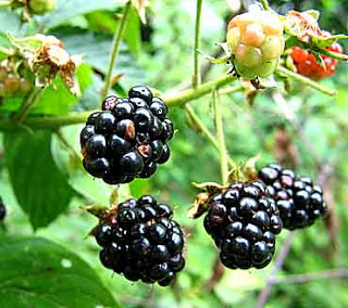 D elicious, magical fruit.