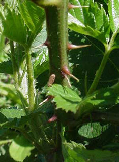 blackberrycane.jpg
