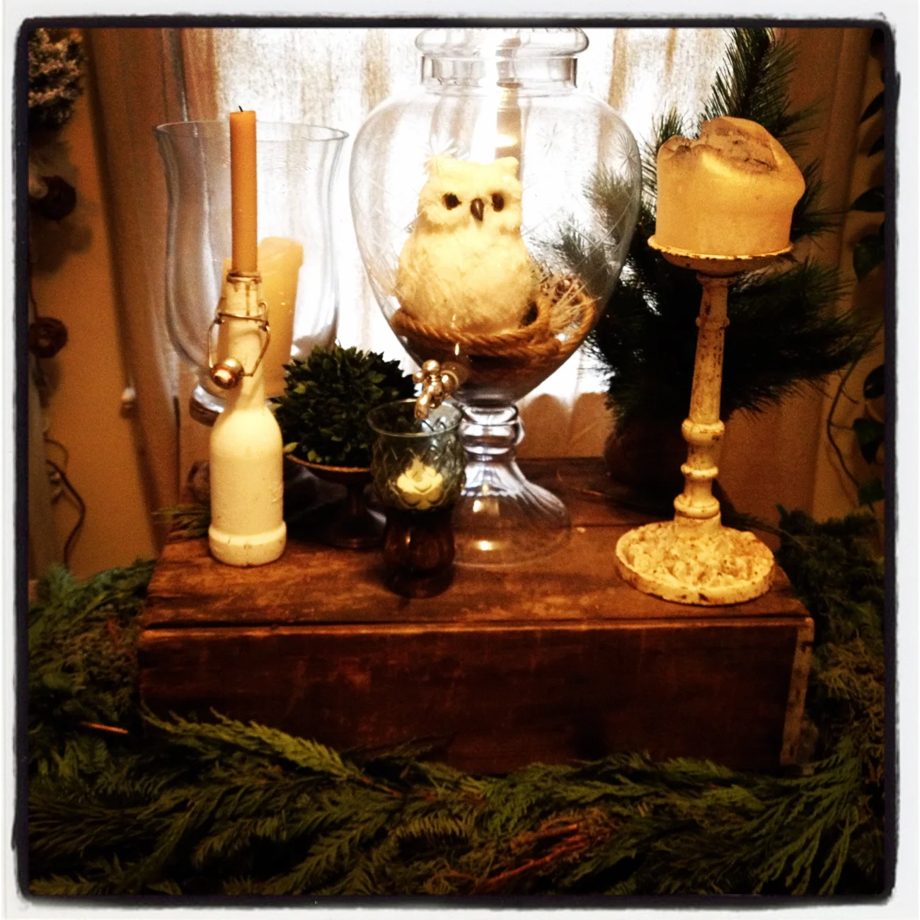 Hedwig & Greenery...