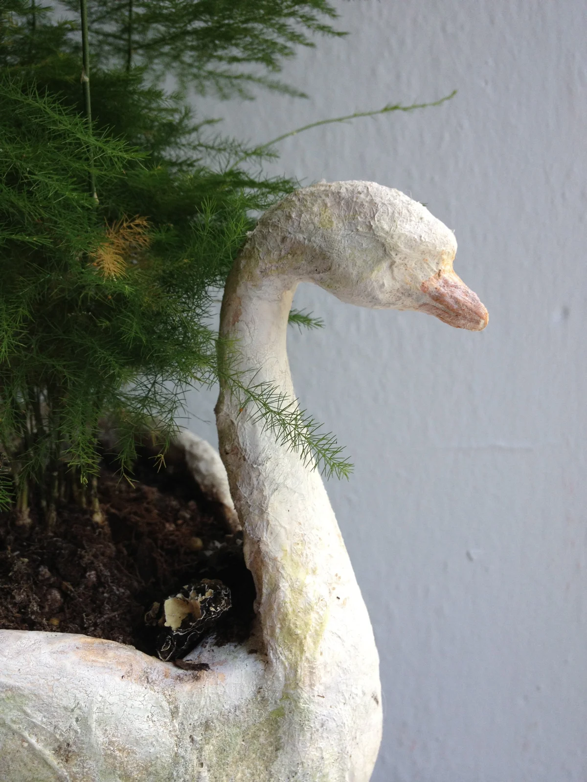 swan beak.jpg