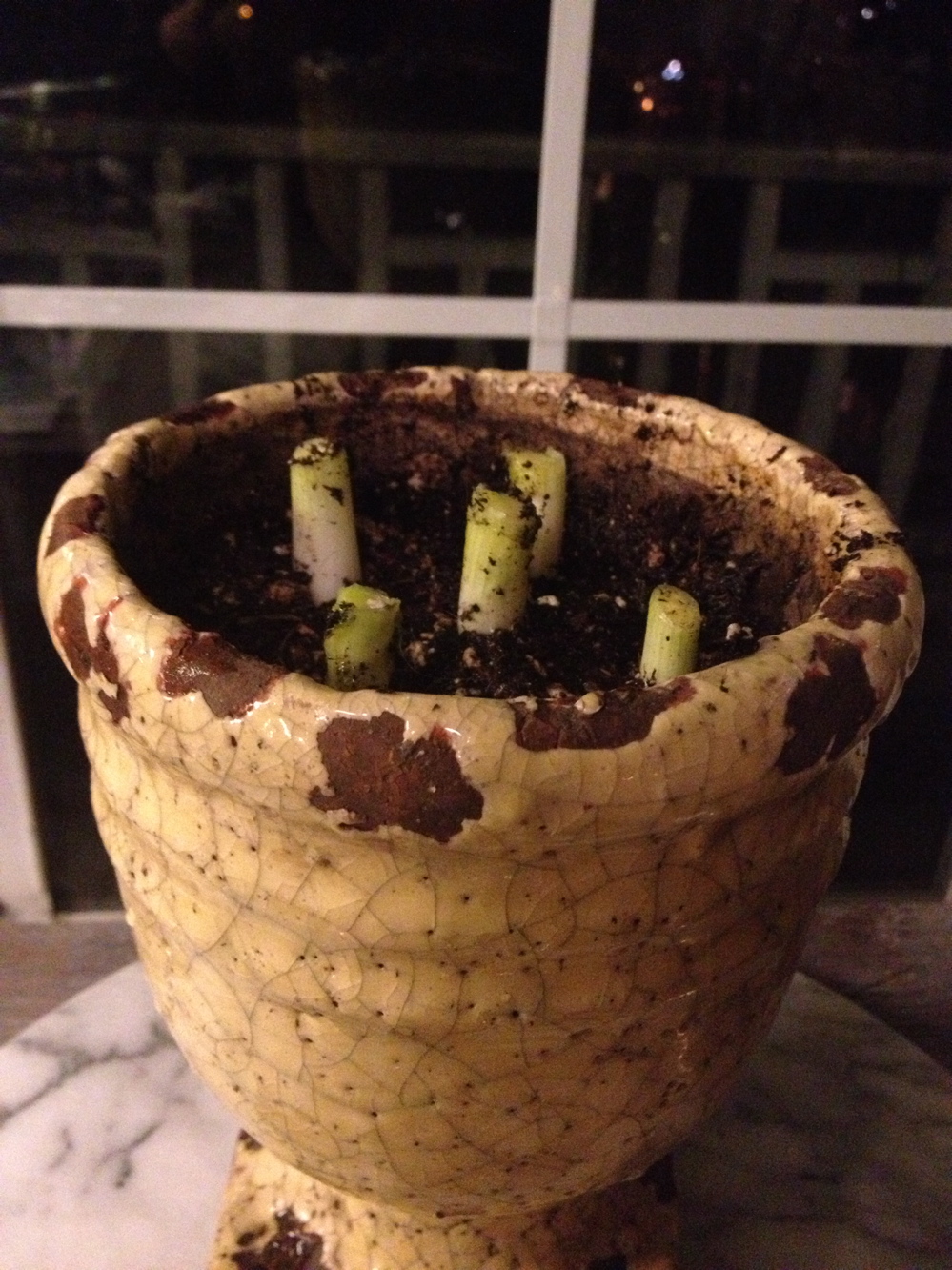 No, I did not even bother to clean the dirt off the onions.