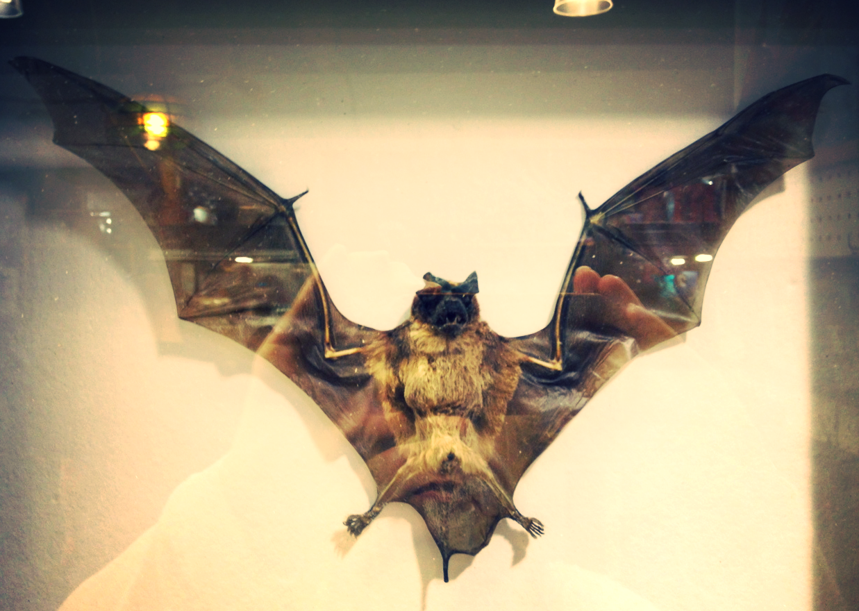 I would name him Princess Celine.