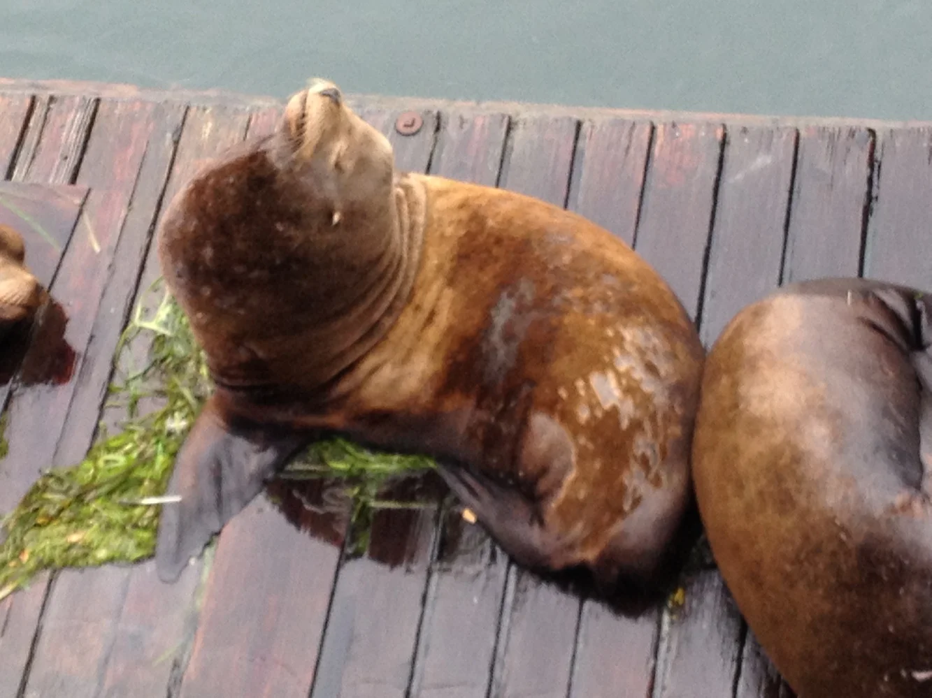 Mean Girls the Sea-quel: At one point, this one started barking wildly and pushed his neighbor off the pier for no good reason.