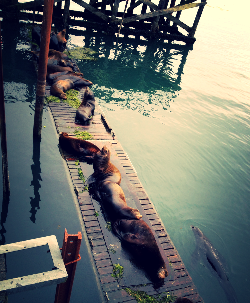 The shunned neighbor visited the surrounding seal lions hoping for a break, but none of them would let him on, even sometimes giving a little flipper slap to the face.