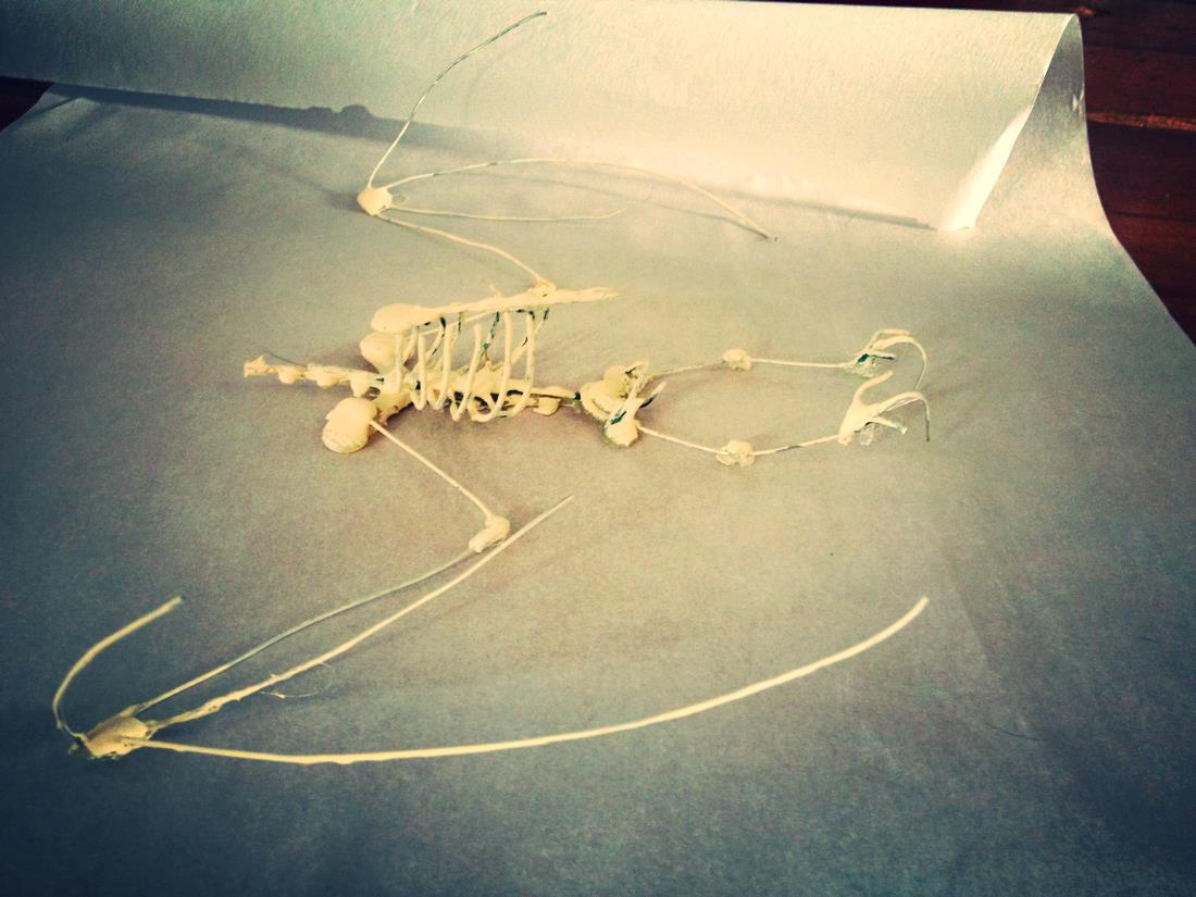 3D_bat_skeleton.jpg