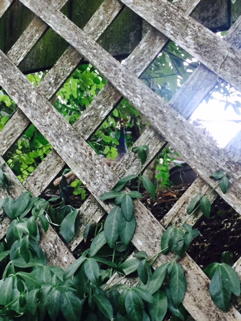 You can kinda see her if you peer through.