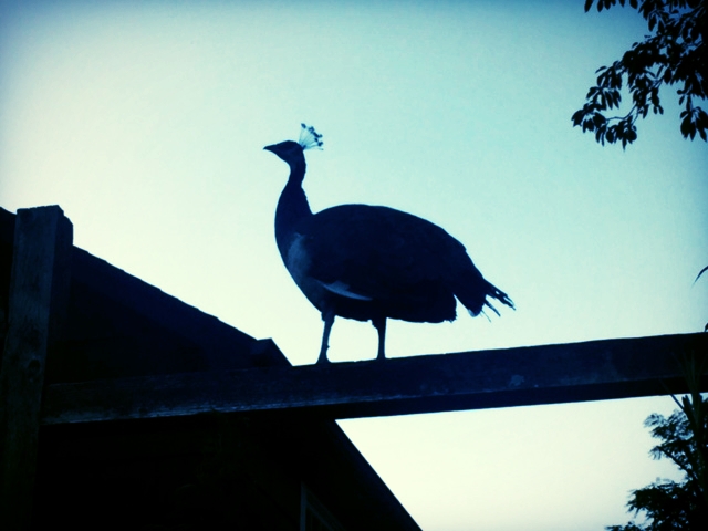 BEHOLD, THE FIERCELY MAGNIFICENT PEACOCK, WHO SHALL HENCEFORTH BE NAMED THE REAL COUNTESS EDNA VON FANCYPANTS.
