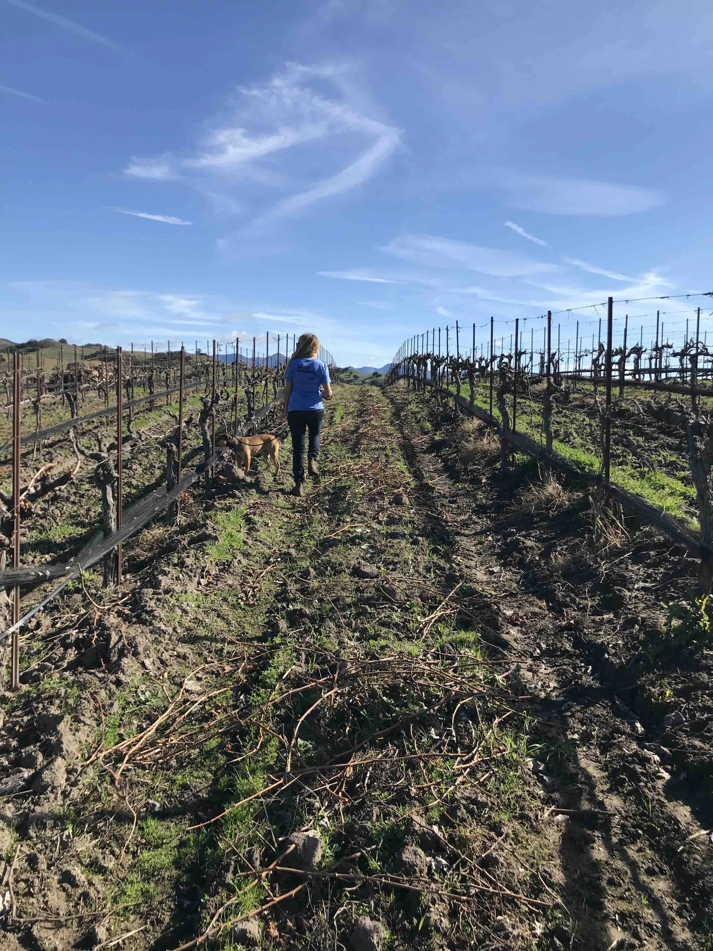 Land of Saints Wine Company — Vinejoy Chicago