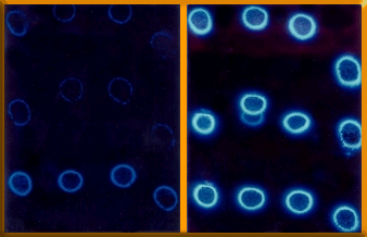 kirlian_beforeafter.gif