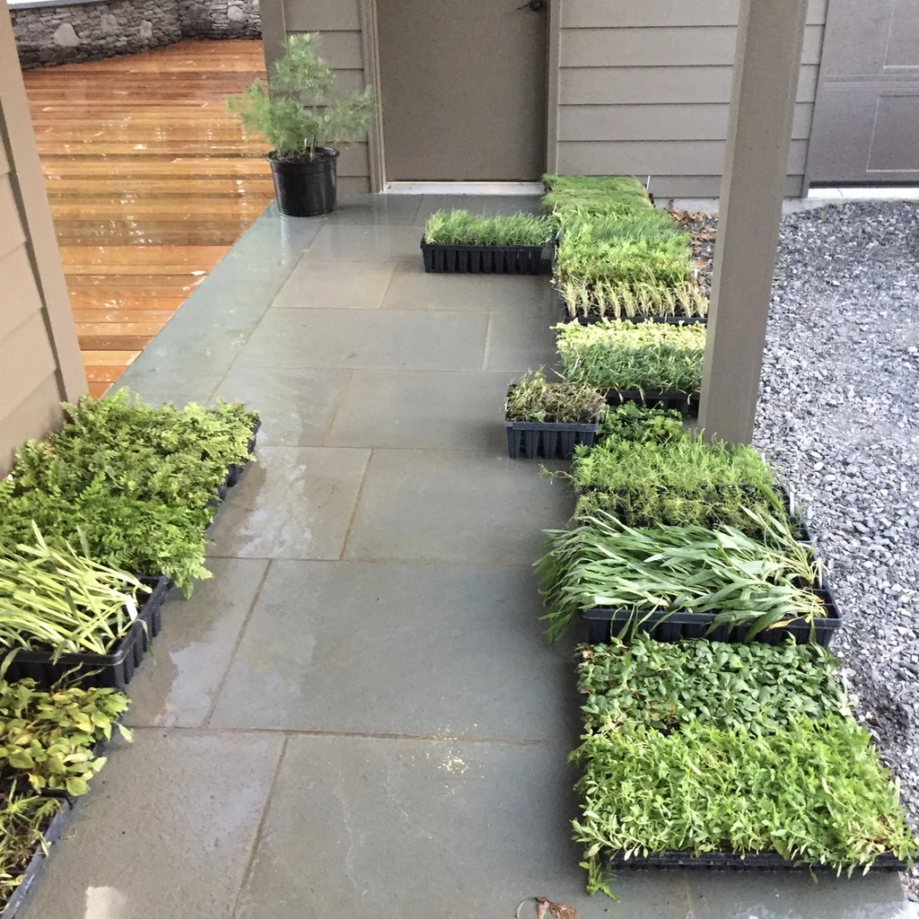 Native Contemplation Garden