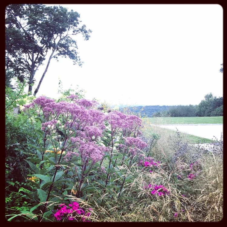 Native Plant Gardens