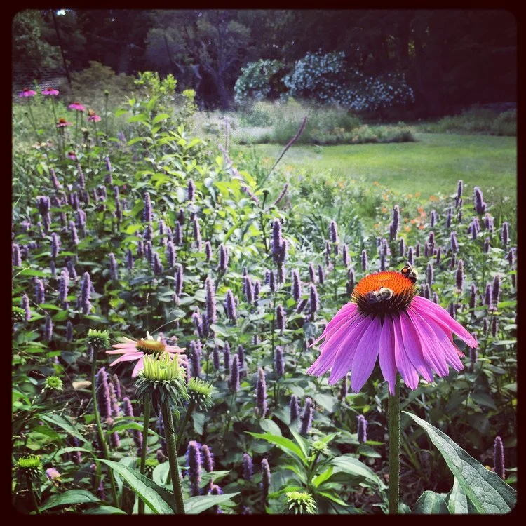 Meadows