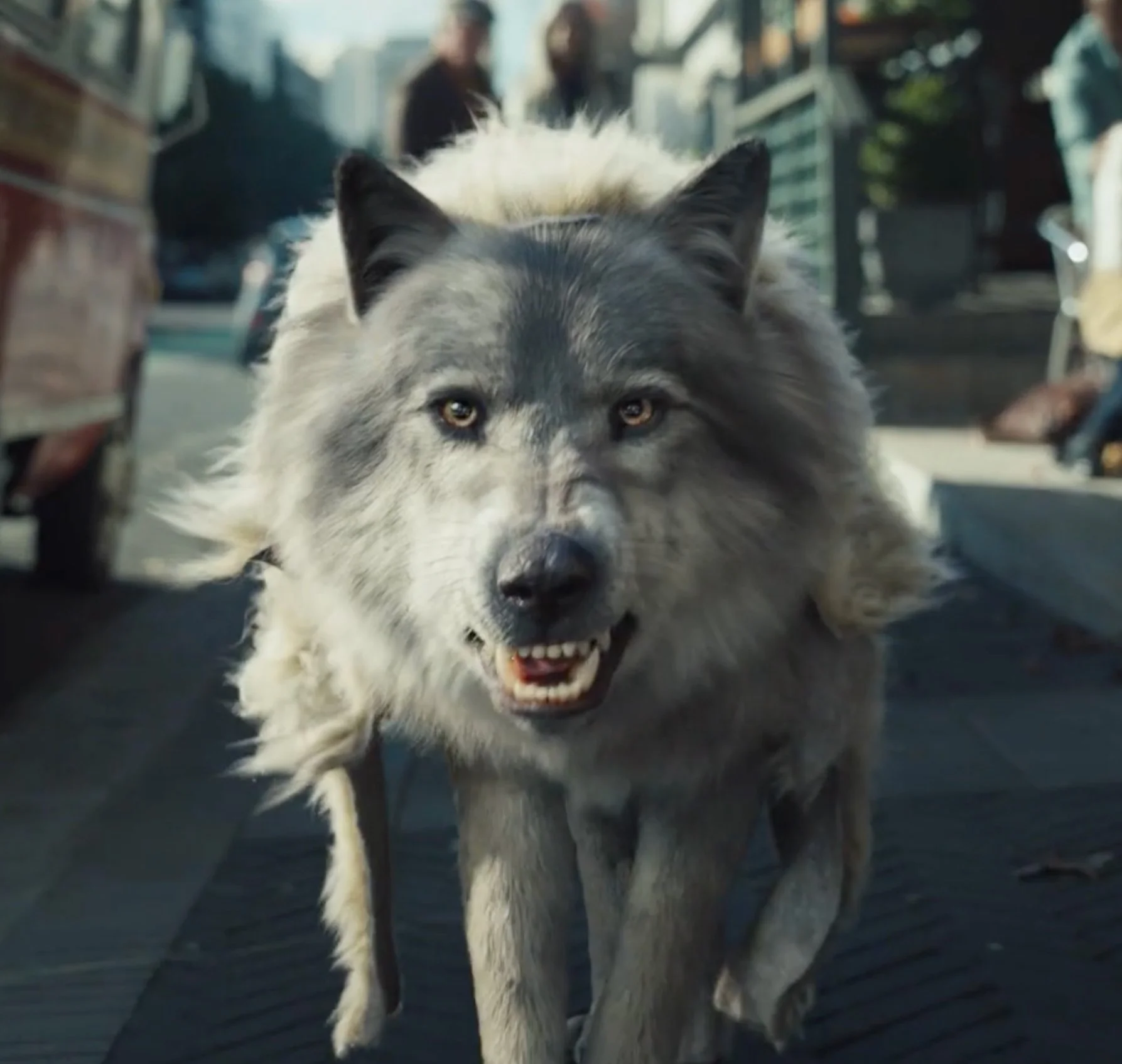 Wolf.jpg
