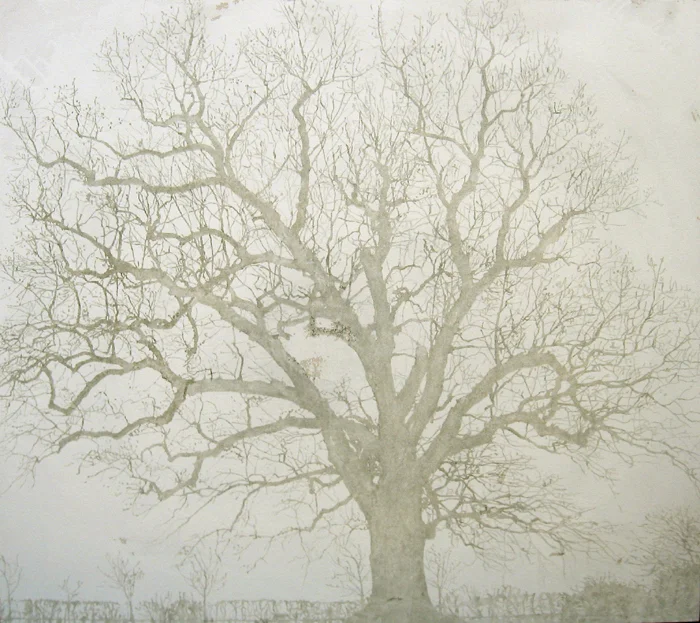 Ruscombe Oak