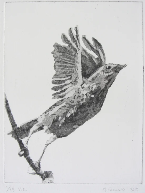 Song thrush taking flight