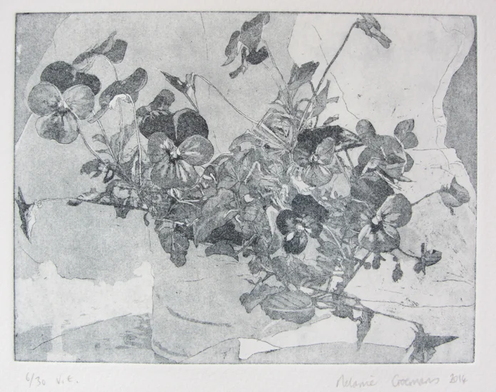 Viola